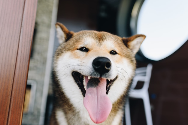 Un cane shiba inu che sorride e stetching la lingua