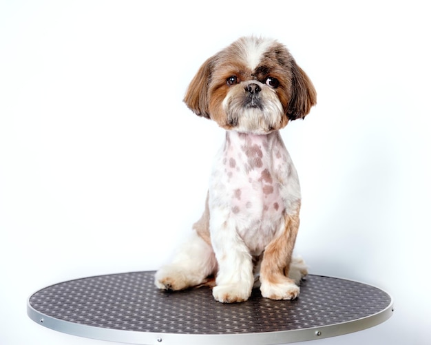 Un cane shih tzu su un tavolo da toelettatura in primo piano