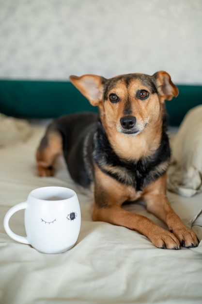 Un cane si siede su un letto accanto a una tazza con su scritto "caffè".