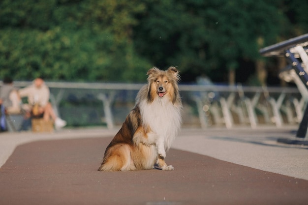 Un cane si siede su un marciapiede davanti a una panchina del parco.