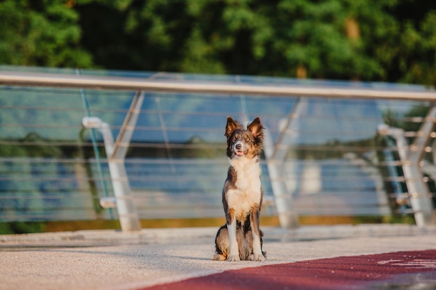 Un cane si siede su un molo di fronte a un fiume.