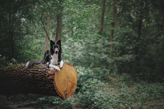 Un cane si siede su un tronco d'albero nel bosco