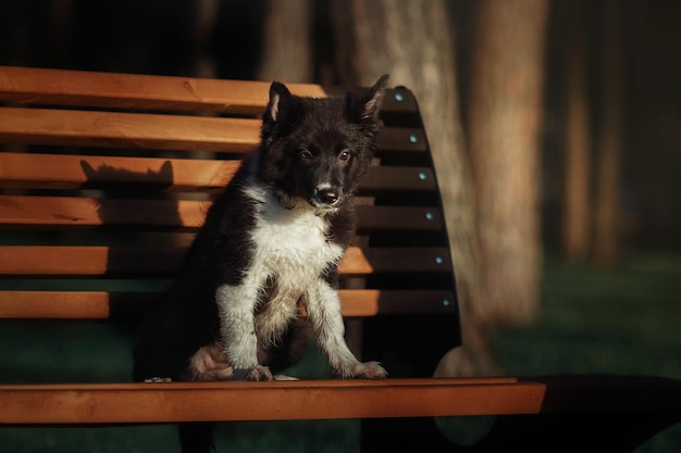 Un cane si siede su una panchina in un parco.