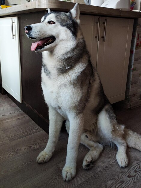 Un cane si siede sul pavimento davanti a un mobile da cucina.