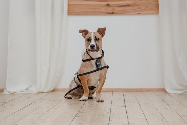 Un cane siede su un pavimento di legno in una stanza con un muro bianco dietro.