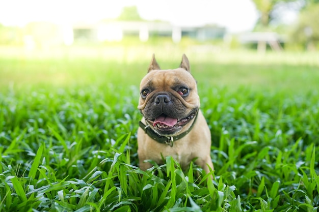 Un cane siede sull'erba con la lingua fuori.