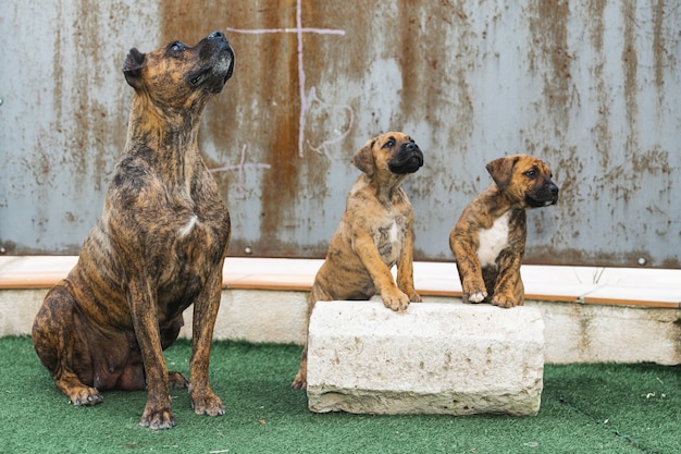 Un cane spagnolo Alano e i suoi cuccioli aspettano di essere nutriti