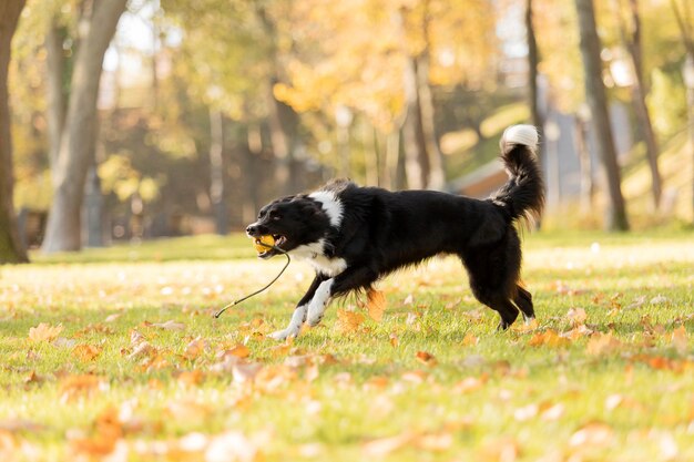 Un cane sta giocando con una palla in bocca.