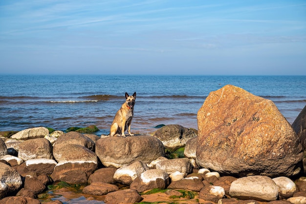 Un cane sta sulle rocce in mare sullo sfondo del cielo blu