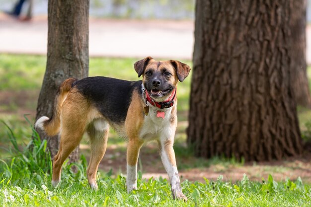 Un cane sulla natura