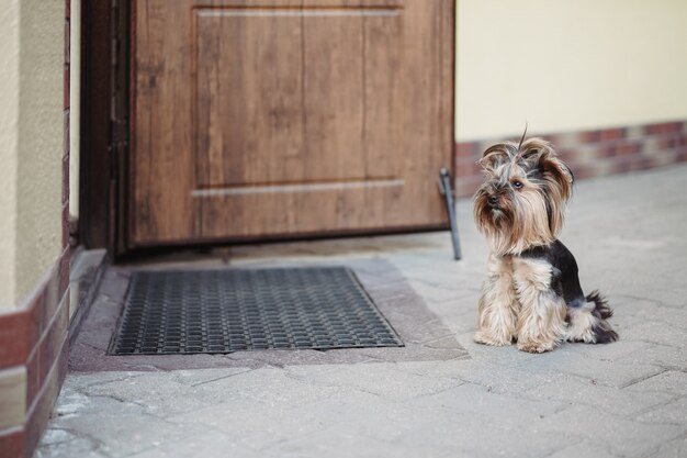 Un cane terrier solitario attende fedelmente il proprietario alla porta della strada. Concetto di animali domestici