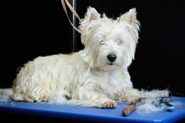 Un cane West Highland White Terrier su un tavolo da toelettatura