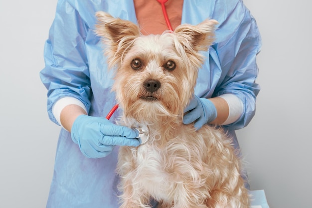 Un cane Yorkie che guarda la telecamera mentre un veterinario ascolta i suoi battiti cardiaci con uno stetoscopio