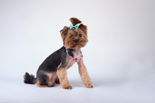 Un cane Yorkshire terrier dopo la toelettatura si siede davanti a uno sfondo chiaro