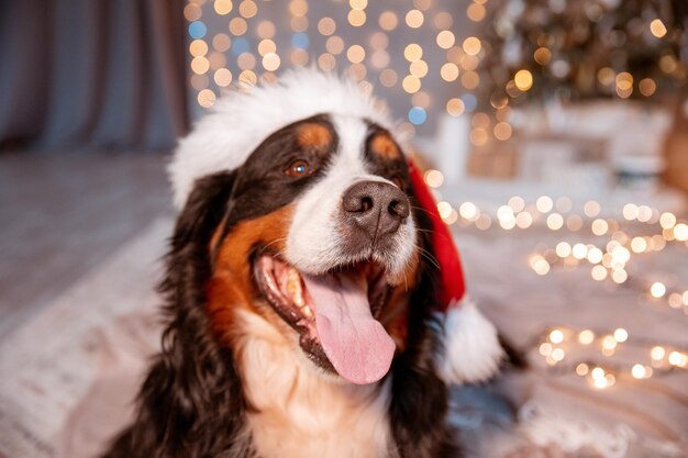 Un cane Zenenhund si trova a casa in un cappello di Babbo Natale vicino all'albero di Natale il concetto di Natale