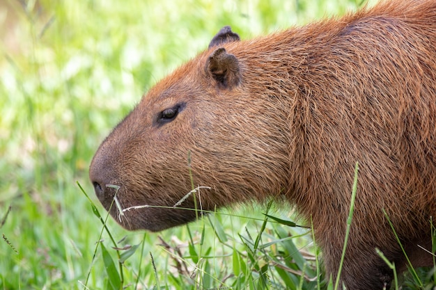 Un capibara nell'erba