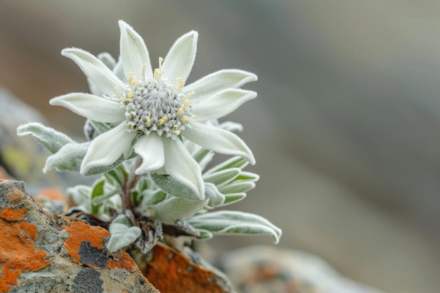 Un capolavoro del primo piano del fiore alpino della stella alpina