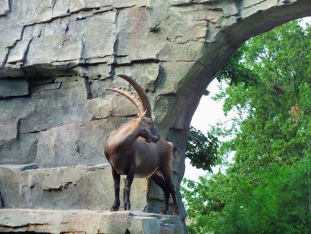 Un capricorno in piedi sulle rocce in uno zoo