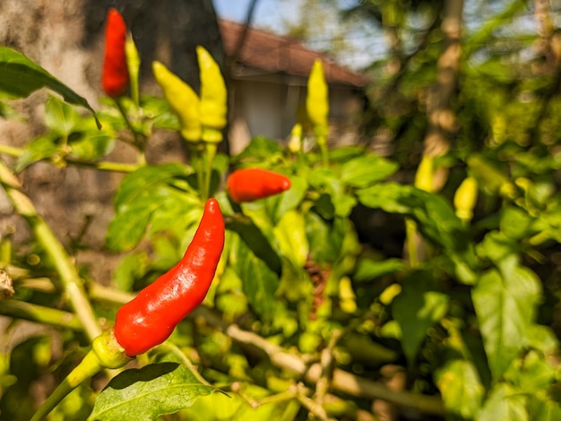 Un capsicum frutescens o cabai rawit Ingredienti per cibi piccanti