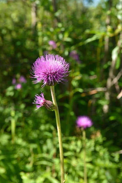 Un cardo selvatico in fiore nel parco nazionale Yugyd VA