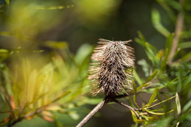 Un cardo su un ramo con uno sfondo verde