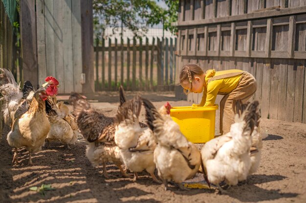 Un carino bambino del villaggio nutre i polli domestici con il grano di un secchio