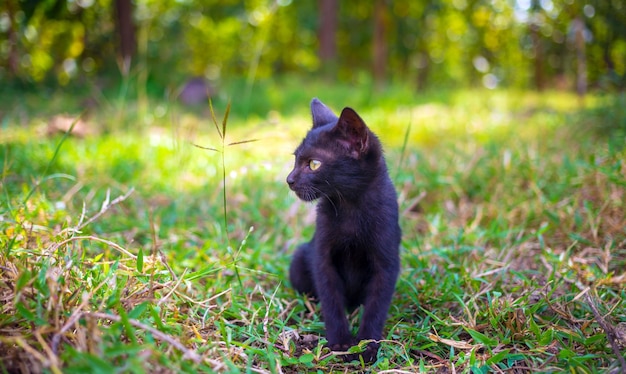 Un carino gattino nativo nero thailandese cammina sull'erba all'aperto nel parco alla luce del sole al mattino