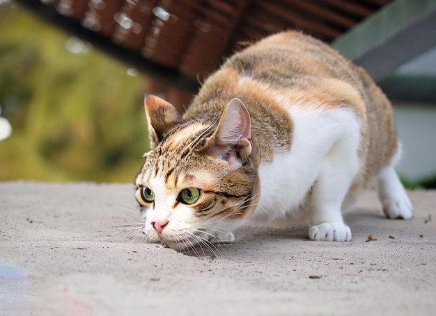 Un carino gatto marrone e bianco