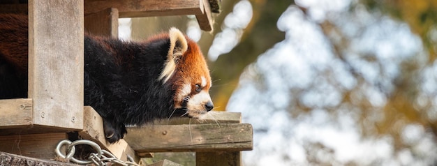 Un carino panda rosso che vive in uno zoo in Giappone con un ramo d'albero e il terreno