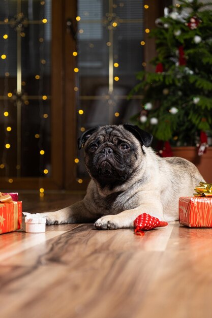 Un carlino carino siede vicino a un albero di Natale Natale Capodanno e cani animali domestici