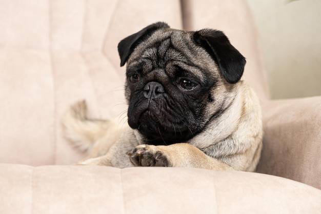 Un carlino triste giace sul divano e distoglie lo sguardo