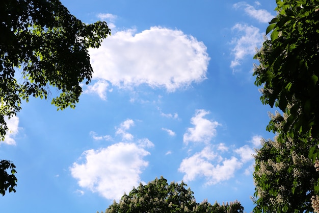 Un cartello davanti a un albero