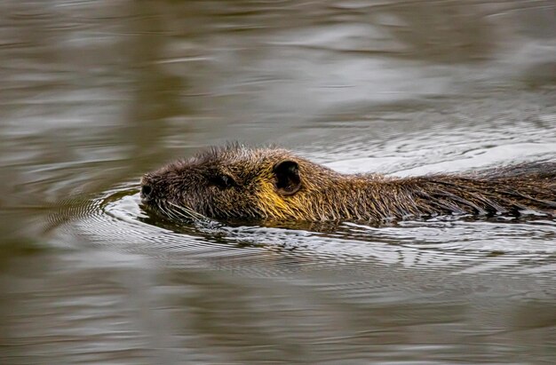 Un castoro che nuota in un lago