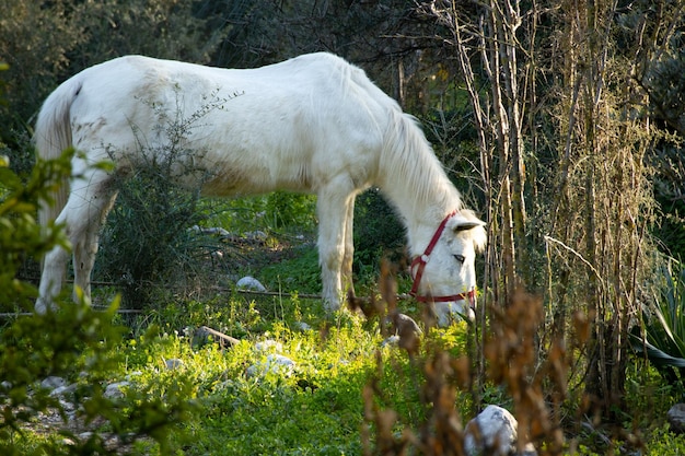 Un cavallo al pascolo da solo tra i cespugli