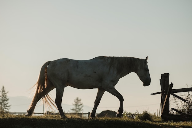 Un cavallo bianco al pascolo nell'alba d'estate