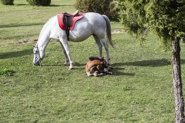 Un cavallo bianco e un puledro marrone che si trova su un prato verde