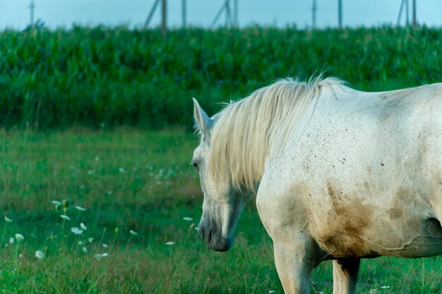 Un cavallo bianco in un pascolo mangia erba verde Un cavallo cammina su un prato verde durante il tramonto Allevamento di carne e produzione di latte