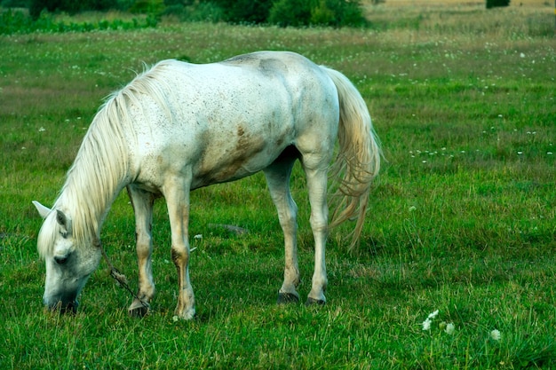 Un cavallo bianco in un pascolo mangia erba verde Un cavallo cammina su un prato verde durante il tramonto Allevamento di carne e produzione di latte