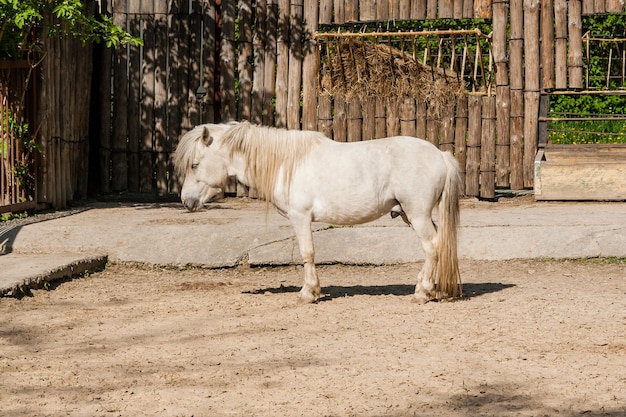 Un cavallo bianco sta al sole