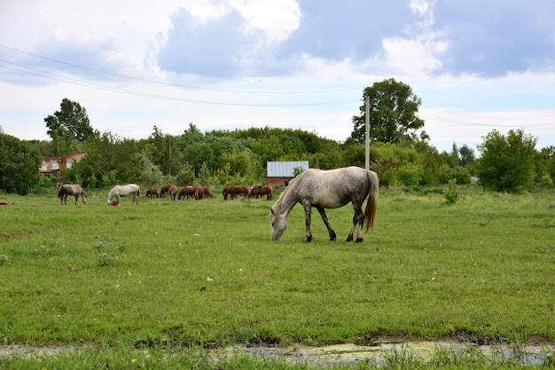 Un cavallo bianco sta pascolando in un campo con un villaggio e una mandria di cavalli sullo sfondo