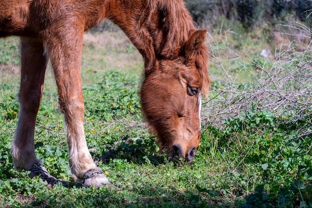 Un cavallo che mangia erba in un campo