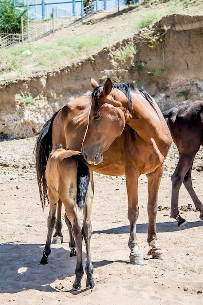 un cavallo con un puledro nella sabbia