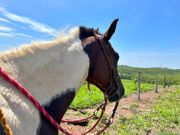 un cavallo con una brida rossa e una criniera bianca