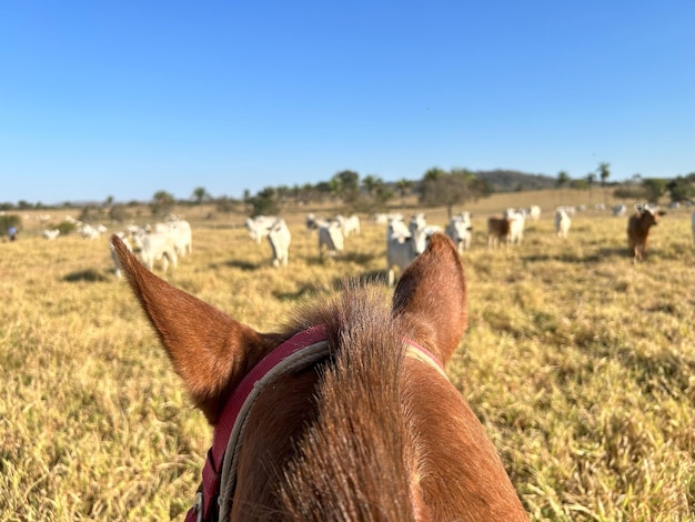 un cavallo con una brida rossa sulla testa sta guardando un gregge di bestiame