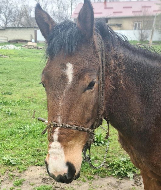 Un cavallo con una macchia bianca sulla faccia è fermo in un campo.