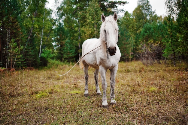 Un cavallo di campagna bianco pascola ai margini della foresta La cavalla è legata su una corda e pascola in un prato