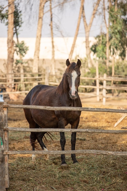 un cavallo è in piedi in un'area recintata con una persona sullo sfondo