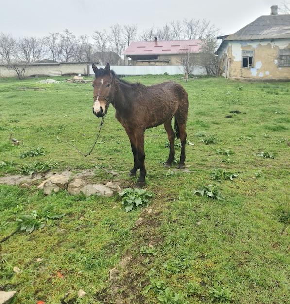 Un cavallo è in piedi in un campo con una corda legata ad esso.