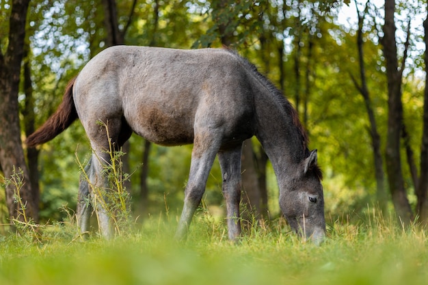 Un cavallo grigio mangia l'erba in un pascolo
