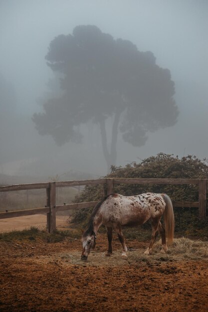 Un cavallo in un campo con un albero sullo sfondo